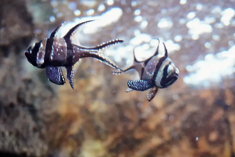 Port_2Fish
