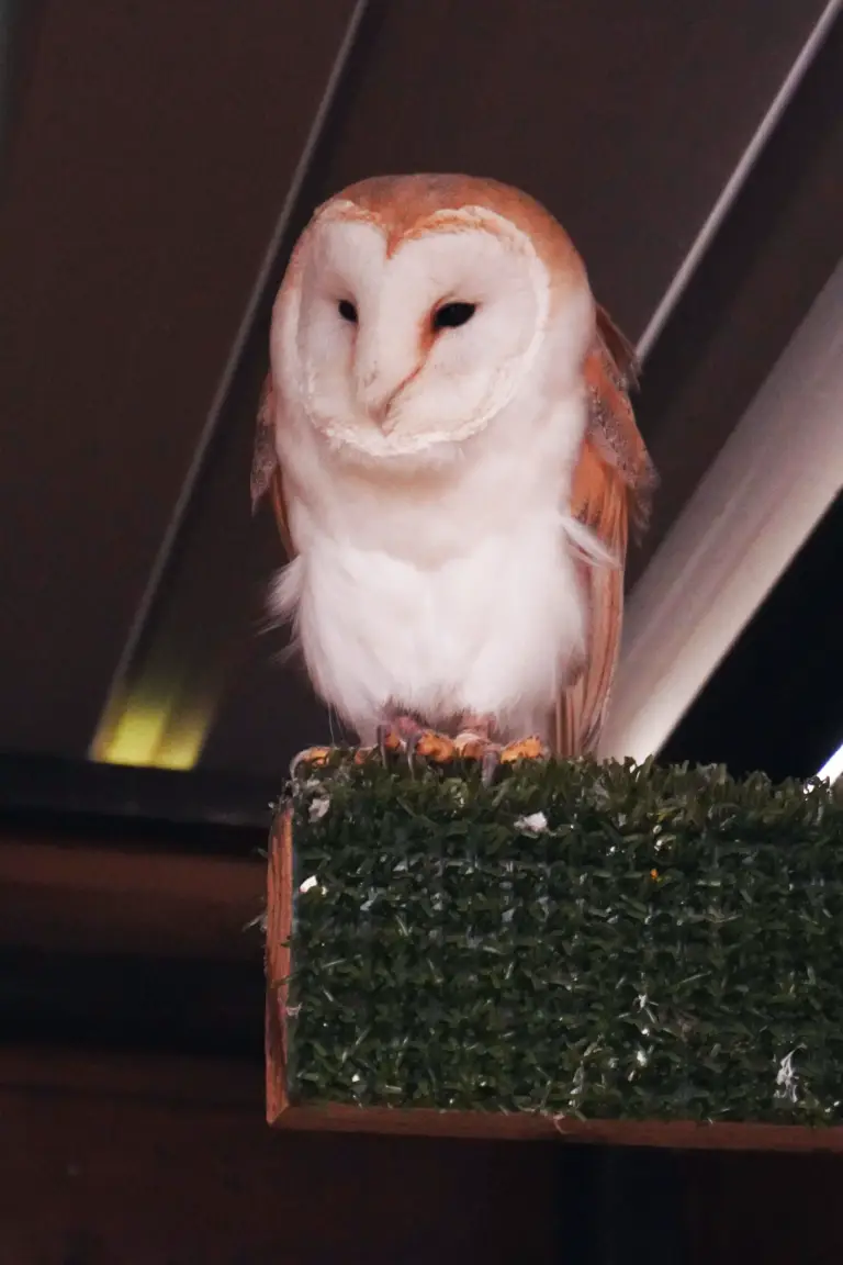 Port_Bird3