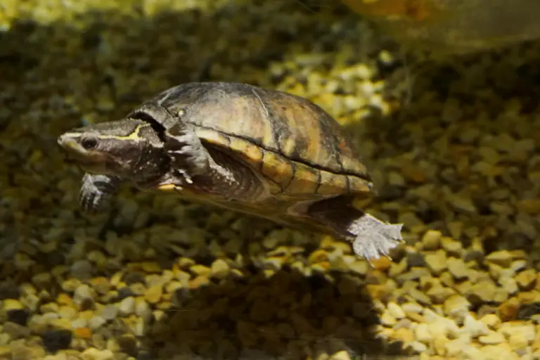 Port_SmallTurtle