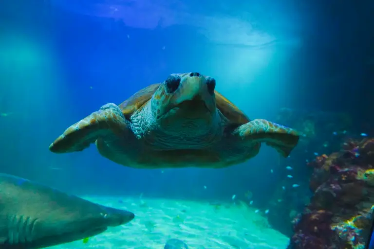 Port_Turtle1