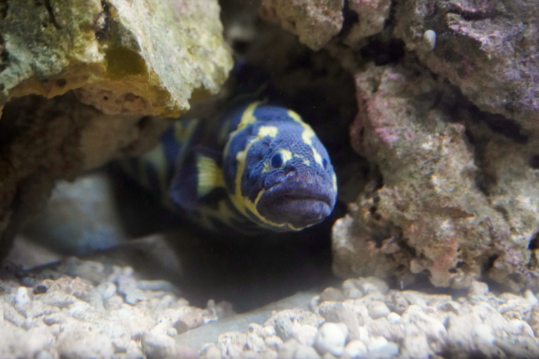 Port_fish1