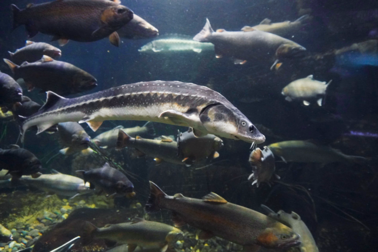 Port_fishes