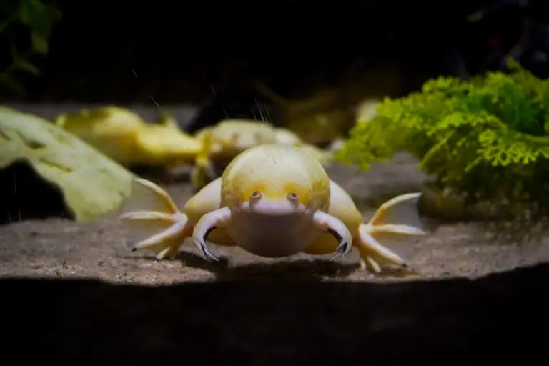 Port_frogfish