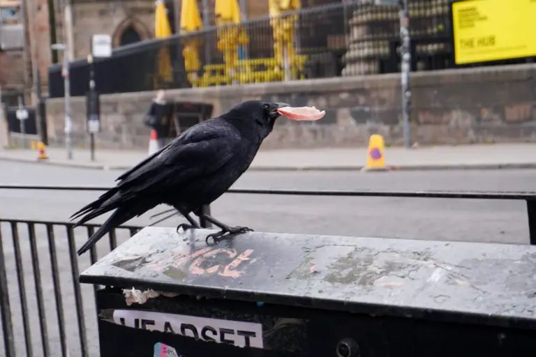 Port_scottBird