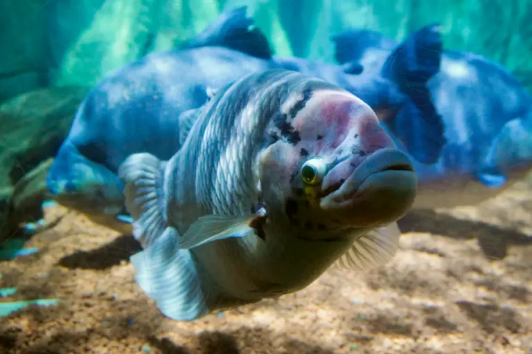 Port_uglyFish