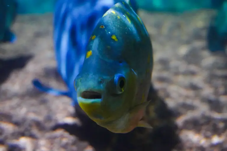 Port_zoomedFish